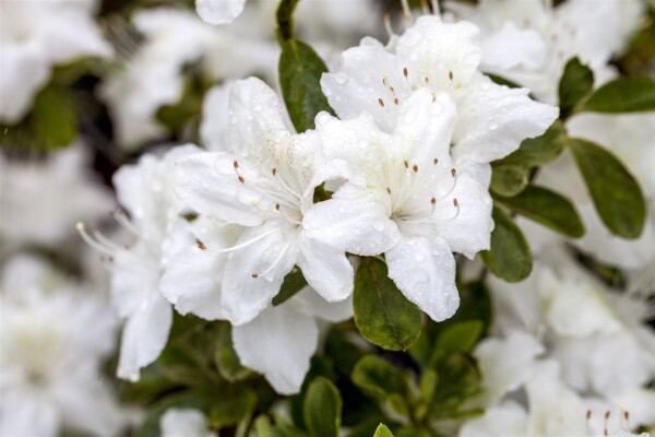 Rhododendron obt.Diamant Weiß  -R- C 2 20-  25