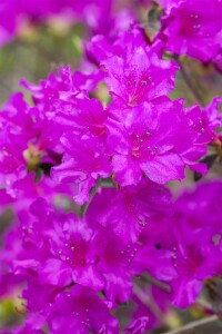 Rhododendron obt.Königstein C 2 20-  25