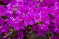 Rhododendron obt.Königstein C 2 20-  25