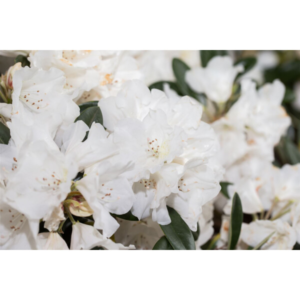 Rhododendron roxieanum var.oreonastes C 5 30-  40