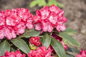 Rhododendron yak.Astrid  -R- C 3 25-  30