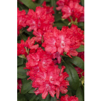 Rhododendron yak.Astrid  -R- C 3 25-  30