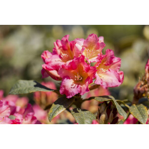 Rhododendron yak.Barbarella C 3 25-  30