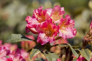 Rhododendron yak.Barbarella C 7,5 40-  50