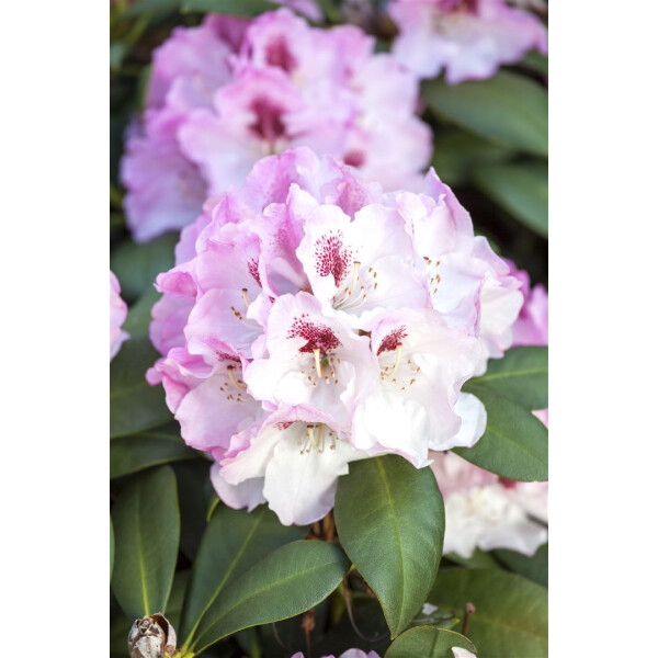 Rhododendron yak.Nicoletta  -R- C 5 30-  40