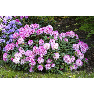 Rhododendron yak.Nicoletta  -R- C 5 30-  40
