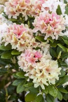 Rhododendron yak.Percy Wiseman C 5 30-  40