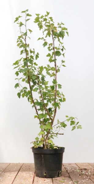 Ribes alpinum Schmidt40- 60 cm