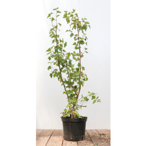 Ribes alpinum Schmidt40- 60 cm