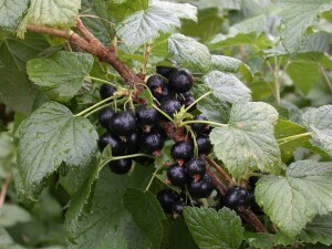 Ribes nigrum Titania 2L 45-