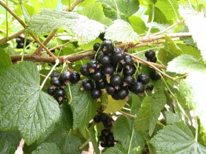 Ribes nigrum Titania 2L 45-