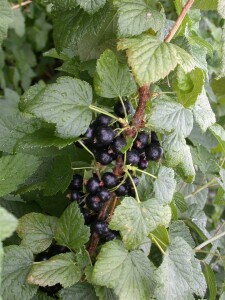 Ribes nigrum Titania 2L 45-