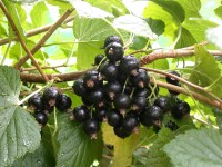 Ribes nigrum Titania 2L 45-