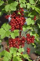 Ribes rubrum Jonkheer van Tets 3,5 L Krone mehrj.   Sth. 90cm-