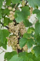 Ribes rubrum Weiße Versailler 2L 45-