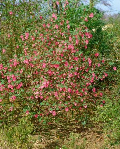 Ribes sanguineum Atrorubens C 5 80- 100