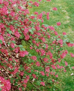 Ribes sanguineum Atrorubens C 5 80- 100