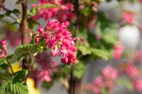 Ribes sanguineum Atrorubens C 5 80- 100