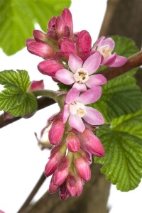 Ribes sanguineum King Edward VII 3L 40-  60