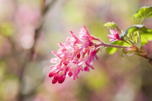 Ribes sanguineum King Edward VII 3L 40-  60