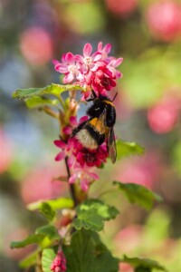 Ribes sanguineum King Edward VII 3L 40-  60