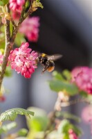 Ribes sanguineum King Edward VII 3L 40-  60