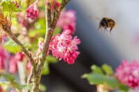 Ribes sanguineum King Edward VII 3L 40-  60