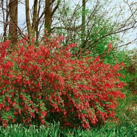 Ribes sanguineum King Edward VII 100- 150 cm