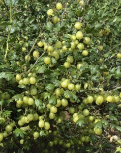 Ribes uva-crispa Hinnonmäki gelb 3,5L      Krone...