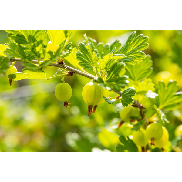 Ribes uva-crispa Hinnonm&auml;ki Gr&uuml;n 3,5L...