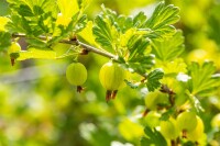 Ribes uva-crispa Hinnonmäki Grün 3,5L      Krone mehrj.   Sth. 90-