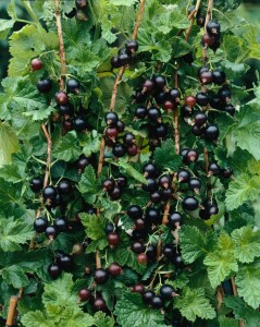 Ribes x nidigrolaria 3,5 L      Krone mehrj.   Sth. 90-