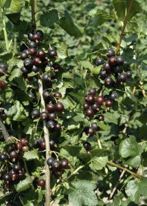 Ribes x nidigrolaria 3,5 L      Krone mehrj.   Sth. 90-