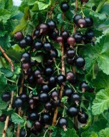 Ribes x nidigrolaria 3,5 L      Krone mehrj.   Sth. 90-