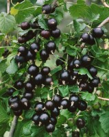 Ribes x nidigrolaria 3,5 L      Krone mehrj.   Sth. 90-