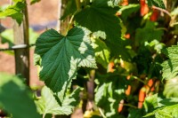 Ribes x nidigrolaria 3,5 L      Krone mehrj.   Sth. 90-