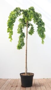 Robinia pseudoacacia Twisty Baby  -R- Stammhöhe 125...