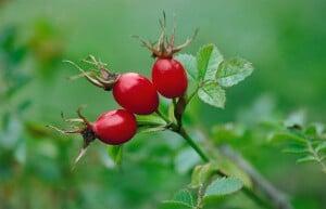 Rosa canina40- 60 cm