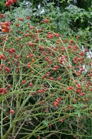 Rosa canina40- 60 cm