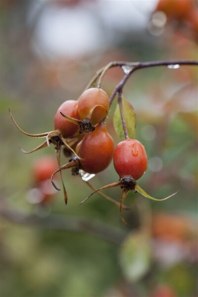 Rosa glauca 3L 60- 100