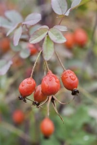 Rosa glauca 3L 60- 100