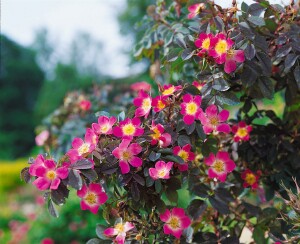 Rosa glauca 3L 60- 100