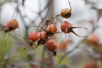 Rosa glauca 3L 60- 100