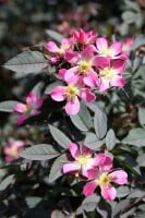 Rosa glauca 3L 60- 100