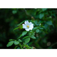 Rosa multiflora40- 60 cm