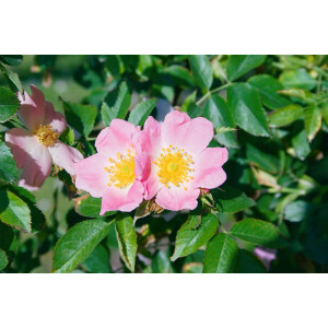 Rosa rubiginosa40- 60 cm