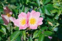 Rosa rubiginosa40- 60 cm