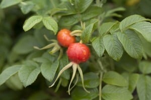 Rosa rugosa 3L 30- 40