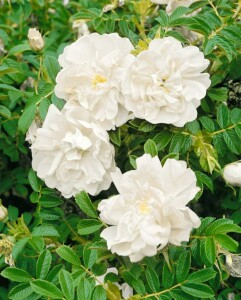 Rosa rugosa 3L 30- 40