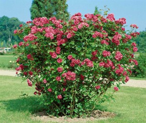 Rosa rugosa 3L 30- 40